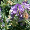 Honey bees on alfalfa blossoms