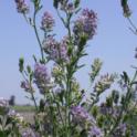 Blooming Alfalfa