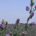 Blooming alfalfa