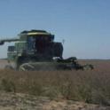 Combine harvesting alfalfa seed